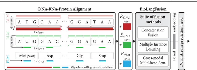 Figure 1 for BioLangFusion: Multimodal Fusion of DNA, mRNA, and Protein Language Models