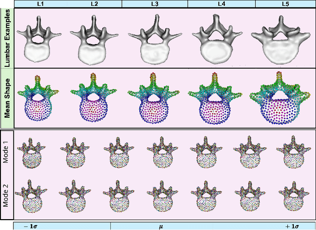Figure 2 for Mesh2SSM++: A Probabilistic Framework for Unsupervised Learning of Statistical Shape Model of Anatomies from Surface Meshes