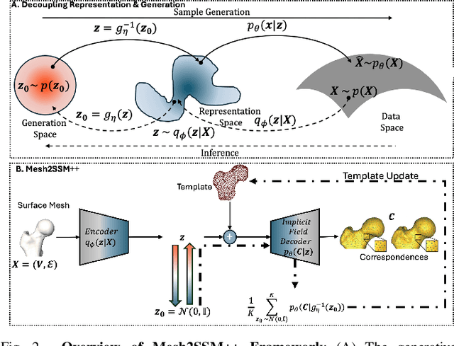 Figure 4 for Mesh2SSM++: A Probabilistic Framework for Unsupervised Learning of Statistical Shape Model of Anatomies from Surface Meshes