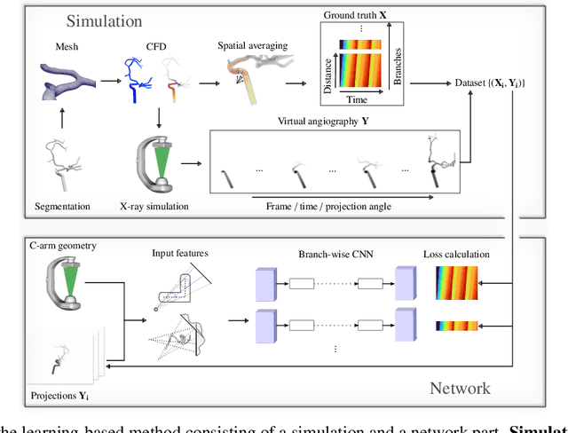 Figure 1 for Physics-Informed Learning for Time-Resolved Angiographic Contrast Agent Concentration Reconstruction