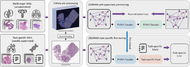 Figure 1 for Pan-cancer Histopathology WSI Pre-training with Position-aware Masked Autoencoder