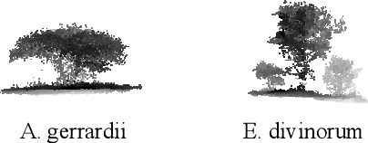Figure 1 for PCTreeS: 3D Point Cloud Tree Species Classification Using Airborne LiDAR Images