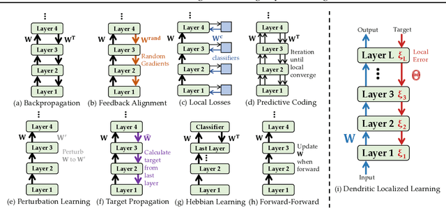 Figure 1 for Dendritic Localized Learning: Toward Biologically Plausible Algorithm