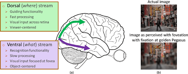 Figure 1 for Towards Two-Stream Foveation-based Active Vision Learning