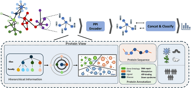Figure 1 for Hierarchical Multi-Label Contrastive Learning for Protein-Protein Interaction Prediction Across Organisms
