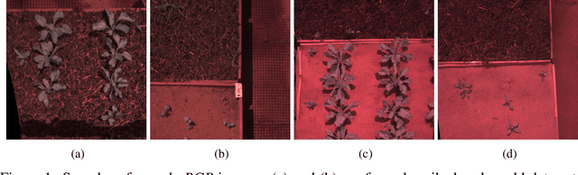 Figure 2 for Enhancing weed detection performance by means of GenAI-based image augmentation