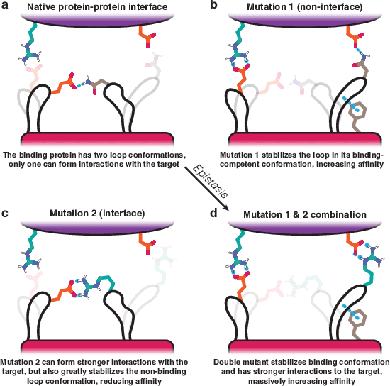 Figure 3 for Closed-Form Test Functions for Biophysical Sequence Optimization Algorithms