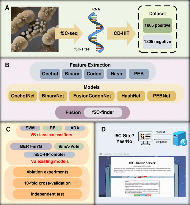 Figure 1 for F5C-finder: An Explainable and Ensemble Biological Language Model for Predicting 5-Formylcytidine Modifications on mRNA