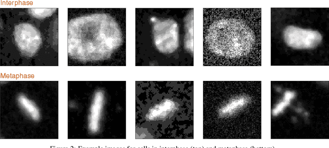 Figure 3 for Discovering interpretable models of scientific image data with deep learning