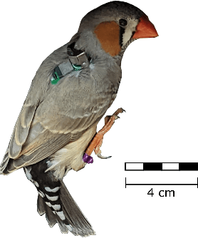 Figure 3 for TinyBird-ML: An ultra-low Power Smart Sensor Node for Bird Vocalization Analysis and Syllable Classification
