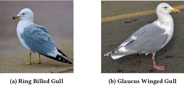 Figure 4 for Semantic Prototypes: Enhancing Transparency Without Black Boxes