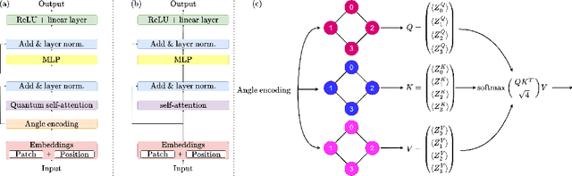 Figure 1 for Distilling Knowledge into Quantum Vision Transformers for Biomedical Image Classification