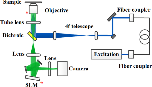 Figure 1 for Three-dimensional neural network driving self-interference digital holography enables high-fidelity, non-scanning volumetric fluorescence microscopy