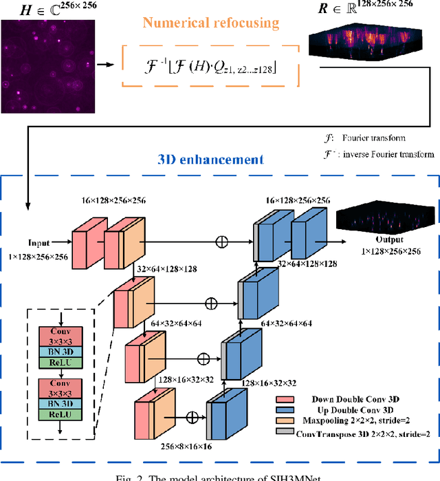 Figure 2 for Three-dimensional neural network driving self-interference digital holography enables high-fidelity, non-scanning volumetric fluorescence microscopy