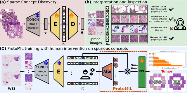 Figure 1 for Prototype-Based Multiple Instance Learning for Gigapixel Whole Slide Image Classification