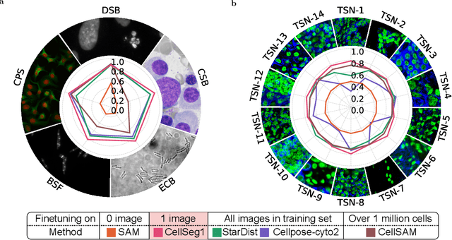 Figure 1 for CellSeg1: Robust Cell Segmentation with One Training Image