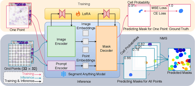 Figure 2 for CellSeg1: Robust Cell Segmentation with One Training Image