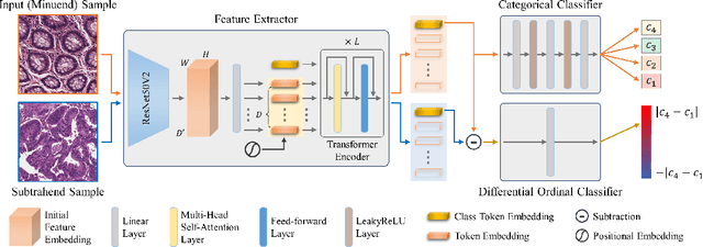 Figure 1 for DIOR-ViT: Differential Ordinal Learning Vision Transformer for Cancer Classification in Pathology Images