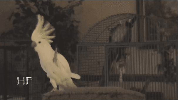 Figure 3 for How Animals Dance (When You're Not Looking)