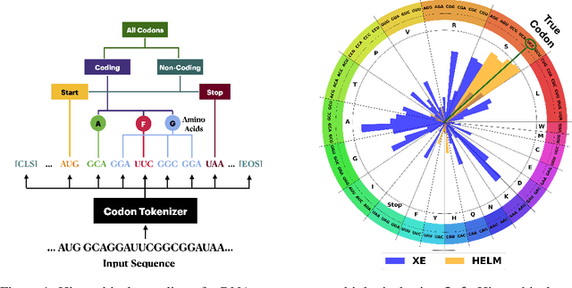 Figure 1 for HELM: Hierarchical Encoding for mRNA Language Modeling