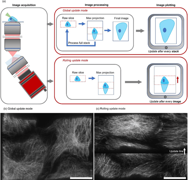 Figure 4 for An open-source software package for on-the-fly deskewing and live viewing of volumetric lightsheet microscopy data