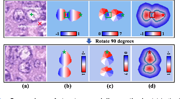 Figure 1 for SEINE: Structure Encoding and Interaction Network for Nuclei Instance Segmentation