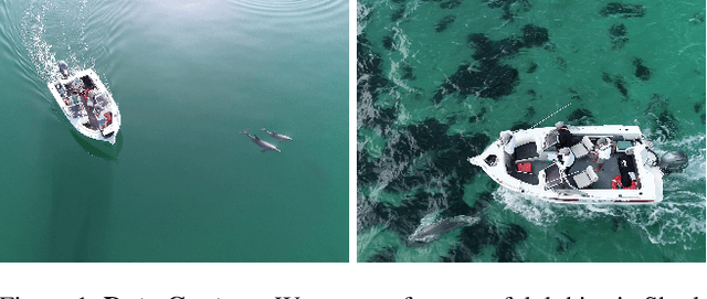 Figure 1 for Model-based Metric 3D Shape and Motion Reconstruction of Wild Bottlenose Dolphins in Drone-Shot Videos