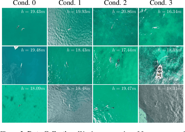 Figure 3 for Model-based Metric 3D Shape and Motion Reconstruction of Wild Bottlenose Dolphins in Drone-Shot Videos