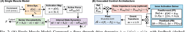 Figure 2 for Decoupling Torque and Stiffness: A Unified Modeling and Control Framework for Antagonistic Artificial Muscles