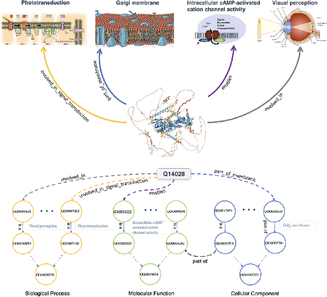 Figure 1 for GOProteinGNN: Leveraging Protein Knowledge Graphs for Protein Representation Learning