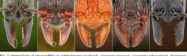 Figure 3 for AntGrip -- Boosting Parallel Plate Gripper Performance Inspired by the Internal Hairs of Ant Mandibles