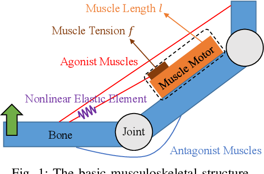Figure 1 for Applications of Stretch Reflex for the Upper Limb of Musculoskeletal Humanoids: Protective Behavior, Postural Stability, and Active Induction
