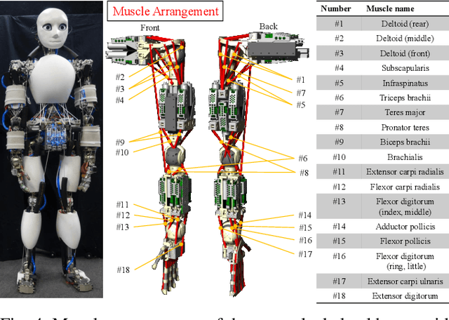 Figure 4 for Applications of Stretch Reflex for the Upper Limb of Musculoskeletal Humanoids: Protective Behavior, Postural Stability, and Active Induction