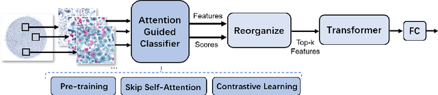 Figure 3 for Progressive Attention Guidance for Whole Slide Vulvovaginal Candidiasis Screening