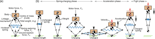 Figure 1 for Characterising the take-off dynamics and energy efficiency in spring-driven jumping robots