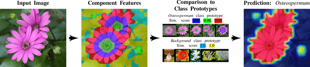 Figure 1 for Scalable and Robust Transformer Decoders for Interpretable Image Classification with Foundation Models