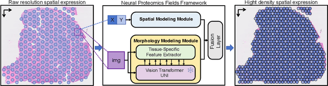 Figure 1 for Neural Proteomics Fields for Super-resolved Spatial Proteomics Prediction