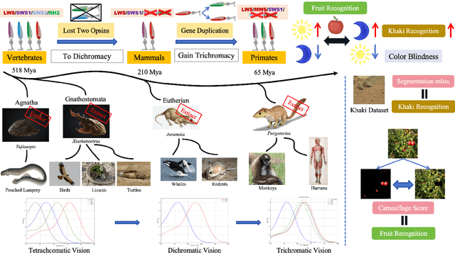 Figure 1 for Paleoinspired Vision: From Exploring Colour Vision Evolution to Inspiring Camera Design