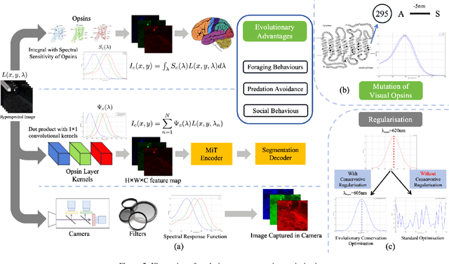 Figure 3 for Paleoinspired Vision: From Exploring Colour Vision Evolution to Inspiring Camera Design