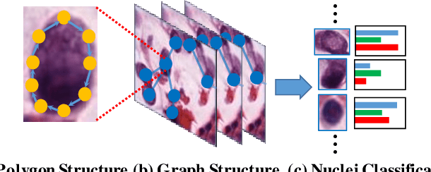 Figure 1 for Structure Embedded Nucleus Classification for Histopathology Images