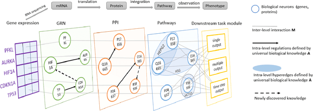 Figure 1 for Biological Factor Regulatory Neural Network