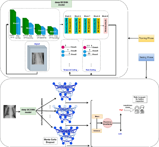 Figure 1 for A Deep Bayesian Convolutional Spiking Neural Network-based CAD system with Uncertainty Quantification for Medical Images Classification