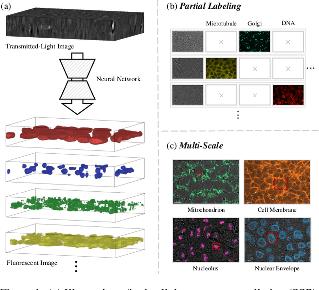 Figure 1 for RepMode: Learning to Re-parameterize Diverse Experts for Subcellular Structure Prediction