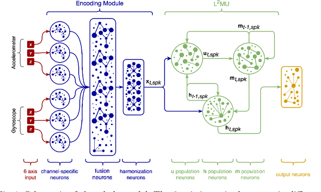Figure 1 for Natively neuromorphic LMU architecture for encoding-free SNN-based HAR on commercial edge devices