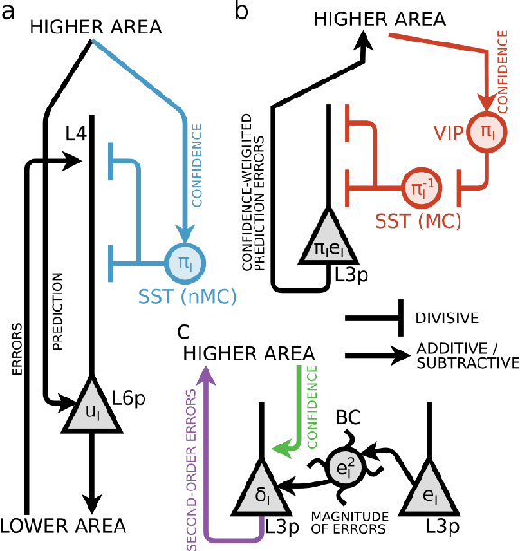 Figure 4 for Precision estimation and second-order prediction errors in cortical circuits