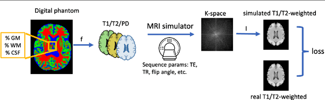 Figure 1 for BMapOpt: Optimization of Brain Tissue Probability Maps using a Differentiable MRI Simulator