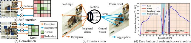 Figure 1 for LSNet: See Large, Focus Small