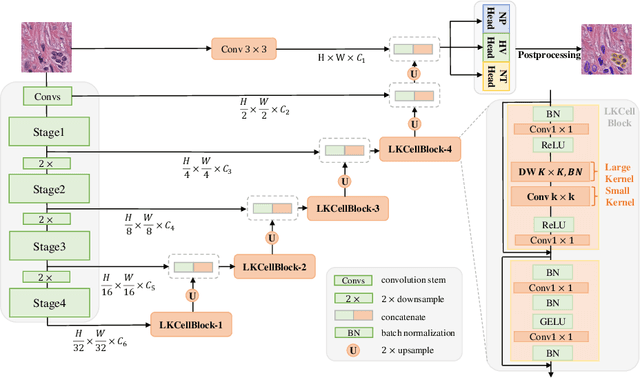 Figure 4 for LKCell: Efficient Cell Nuclei Instance Segmentation with Large Convolution Kernels