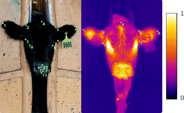 Figure 1 for CattleFace-RGBT: RGB-T Cattle Facial Landmark Benchmark