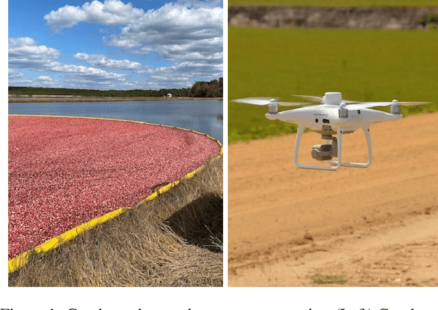 Figure 1 for Agtech Framework for Cranberry-Ripening Analysis Using Vision Foundation Models